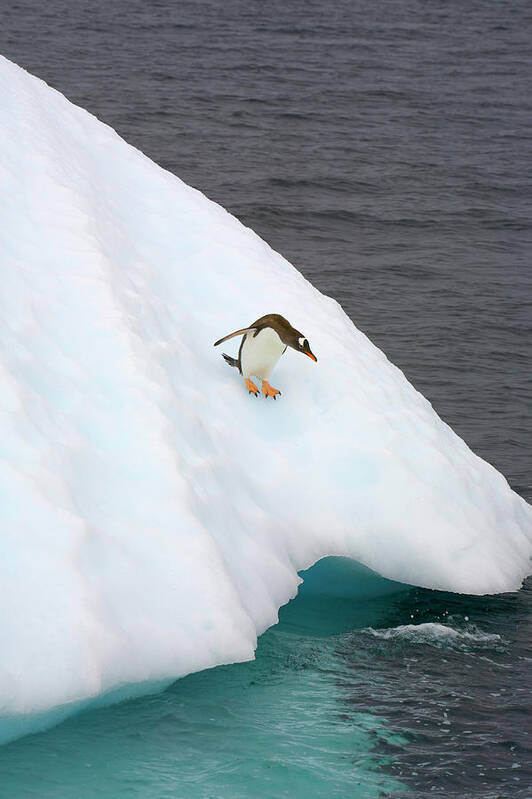 Iceberg Poster featuring the photograph Gentoo Penguin On Iceberg, Antarctic by Eastcott Momatiuk