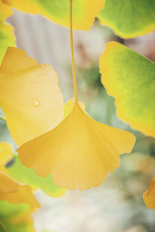 Ginkgo Poster featuring the photograph Ginkgo Symbol by Philippe Sainte-Laudy