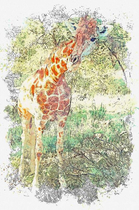 Animal Poster featuring the painting Giraffe 6 watercolor by Ahmet Asar by Celestial Images