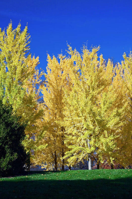 Golden Yellow Trees Poster featuring the photograph Golden Yellow Trees by Sally Weigand