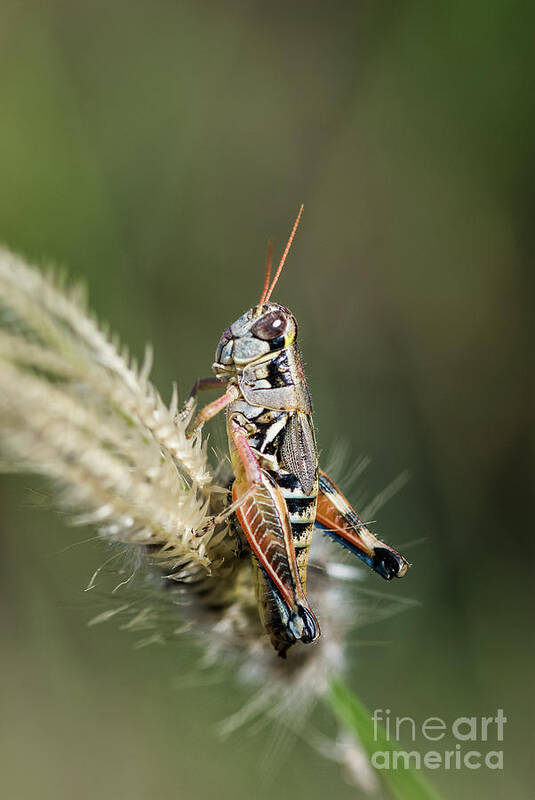 Grasshopper Poster featuring the photograph Grasshopper Atop Fingergrass by Al Andersen