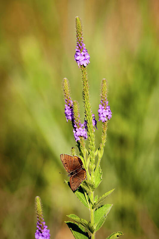 Gray Copper (lycaena Dione) Poster featuring the photograph Gray Copper on Blazing Star by Jeff Phillippi
