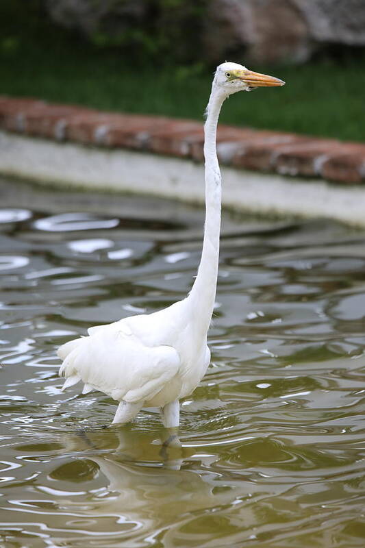 Great Egret Dominican Republic Large Bird Long Neck Graceful White Water Wildlife Poster featuring the photograph Great Egret by Scott Burd