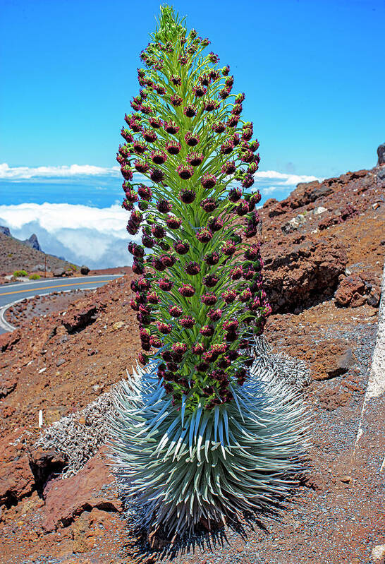 Silversword Poster featuring the photograph Haleakala Ahinahina Silversword by Anthony Jones