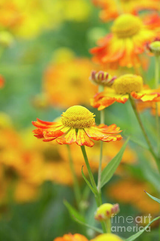 Helenium Oldenburg Poster featuring the photograph Helenium Oldenburg in Flower by Tim Gainey