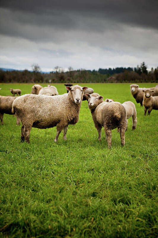 Grass Poster featuring the photograph Herd Of Curious Sheep Looking At The by Andipantz