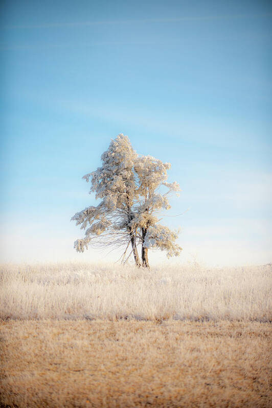 Blue Ridge Poster featuring the photograph Hoarfrost on the Prairie Tree by Mark Duehmig