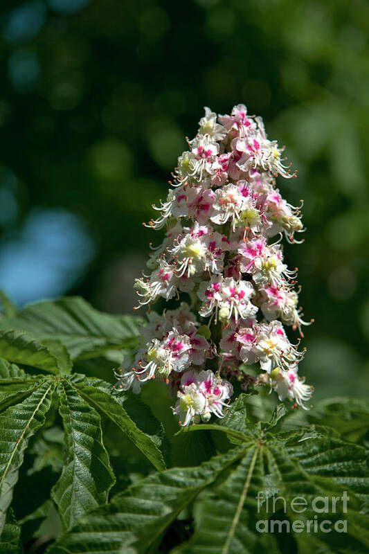 Aesculus Hippocastanum Poster featuring the photograph Horse Chestnut (aesculus Hippocastanum) by Dr Keith Wheeler/science Photo Library
