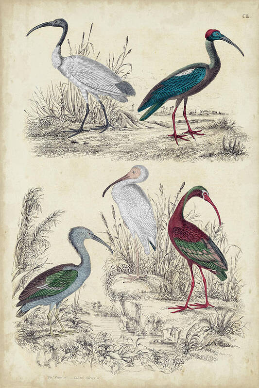 Animals & Nature Poster featuring the painting Ibis Family by Milne