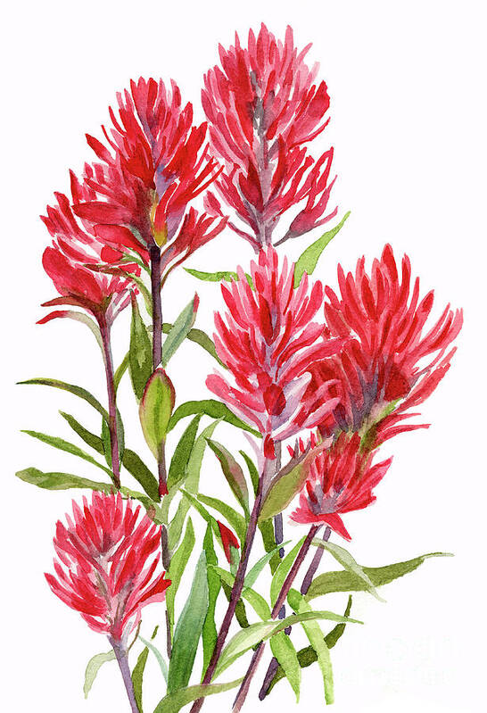 Indian Paint Brush Poster featuring the painting Indian Paintbrush by Sharon Freeman