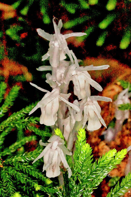 Macro Photography Poster featuring the photograph Indian Pipes On Club Moss by Meta Gatschenberger
