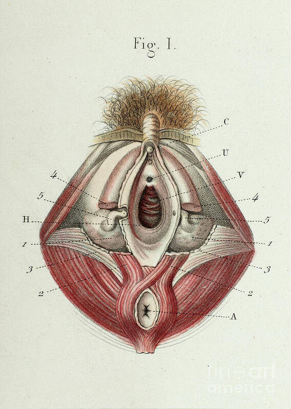 Organ Poster featuring the photograph Internal And External Female Genitals by Science Photo Library