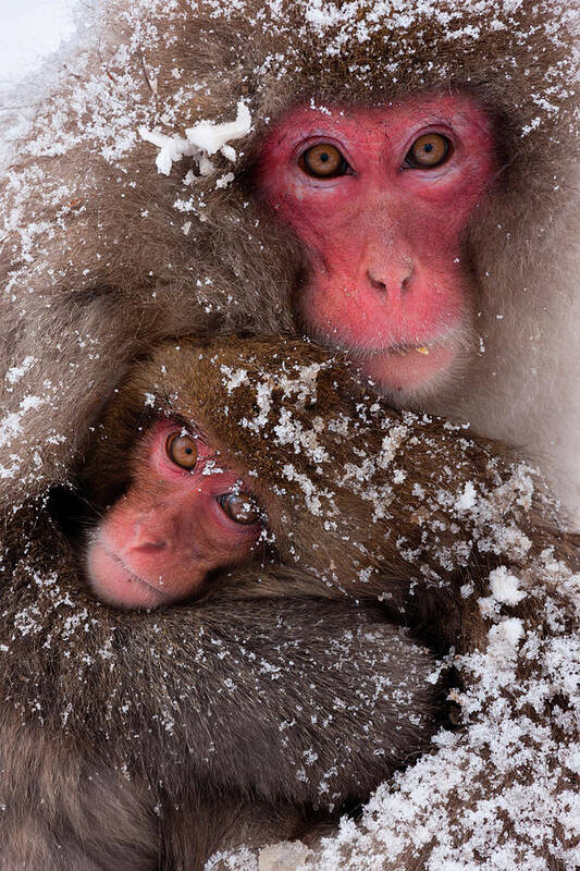 Vertebrate Poster featuring the photograph Japanese Macaques, Honshu Island, Japan by Mint Images/ Art Wolfe