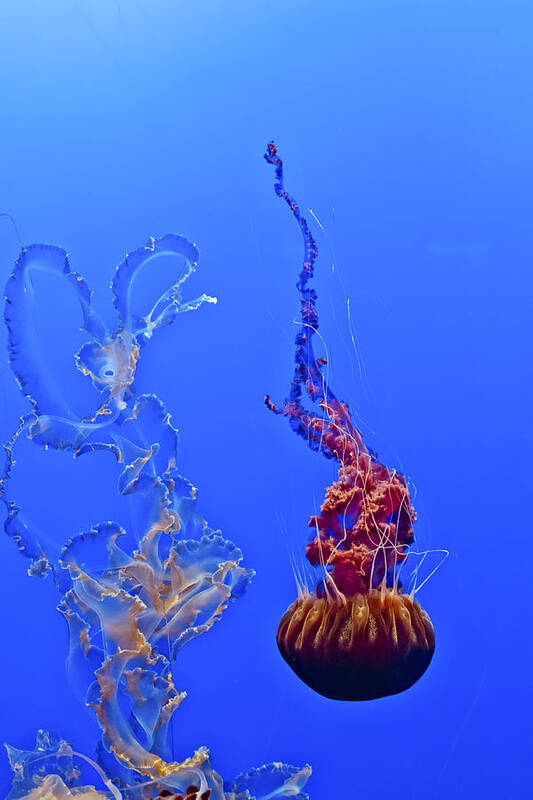 Jellyfish Poster featuring the photograph Jellyfish 44 by Fred Walker