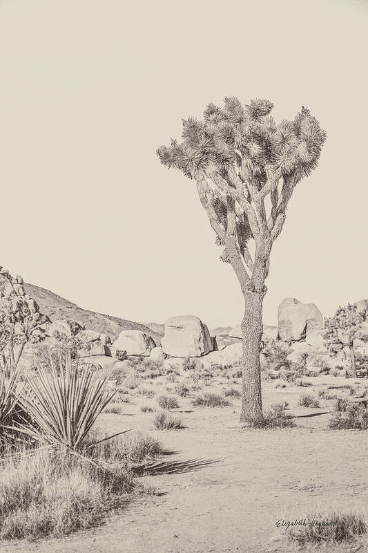 Colorado Desert Poster featuring the photograph Joshua Tree IIi Neutral by Elizabeth Urquhart