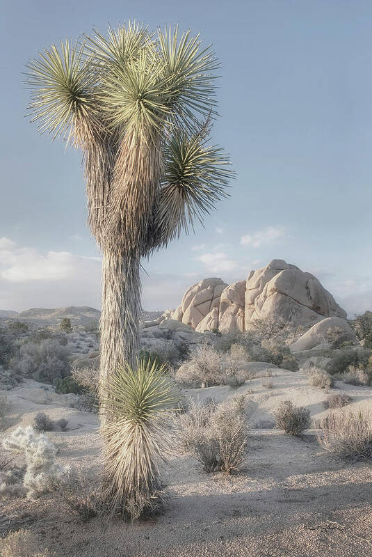 California Poster featuring the photograph Joshua Tree National Park I by Alan Majchrowicz
