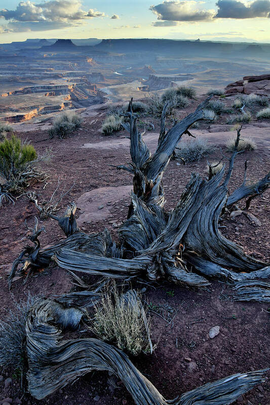 Canyonlands National Park Poster featuring the photograph Junipers on Rim Overlooking Green River by Ray Mathis