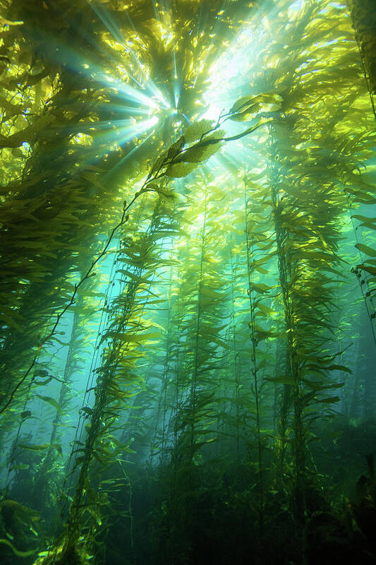 Tranquility Poster featuring the photograph Kelp Sunburst by Douglas Klug