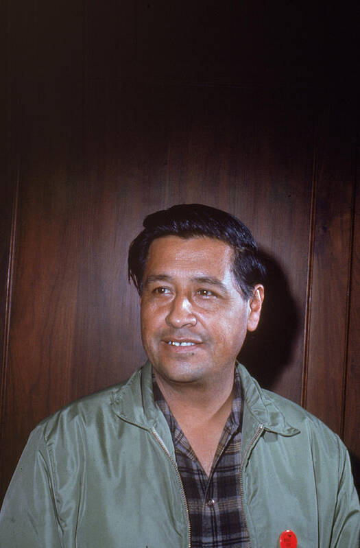 Working Poster featuring the photograph Labor Leader Cesar Chavez by Hulton Archive