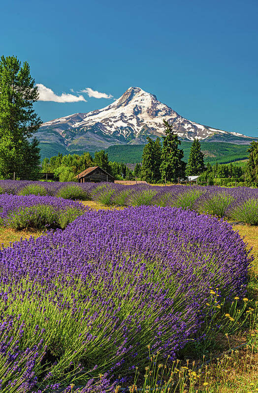  Poster featuring the photograph lavender and Mountain by Ulrich Burkhalter