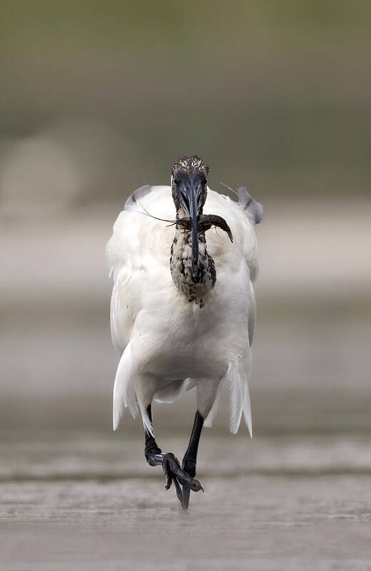 Ibis Poster featuring the photograph L\'ibis E La Sua Preda by Marco Barisone