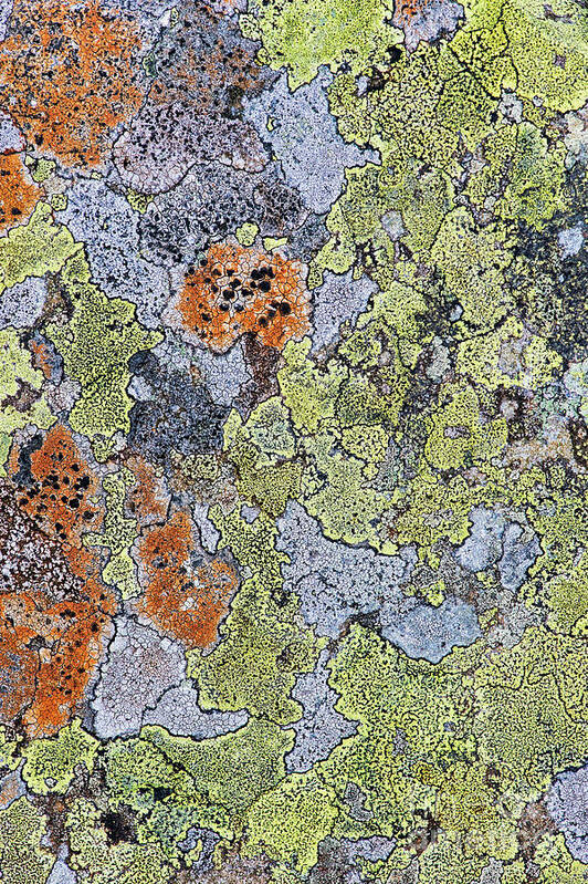 Lichen Poster featuring the photograph Lichen on Stone by Tim Gainey