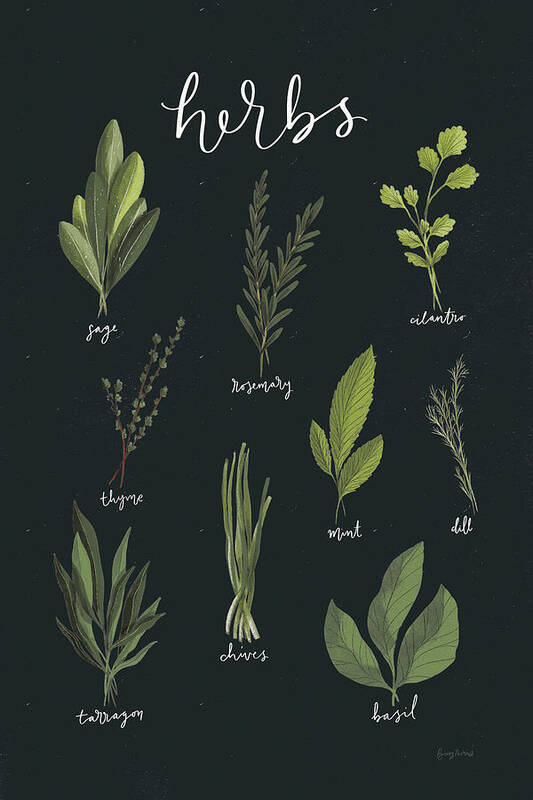 Basil Poster featuring the drawing Light Green Herbs I Black by Becky Thorns