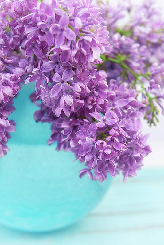 Lilacs In Blue Vase Iv Poster featuring the photograph Lilacs In Blue Vase Iv by Cora Niele