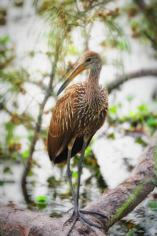 Limpkin Poster featuring the photograph Limpkin On A Branch by Saija Lehtonen