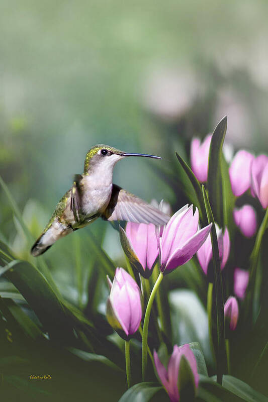 Hummingbird Poster featuring the photograph Little Hummingbird in Flight by Christina Rollo