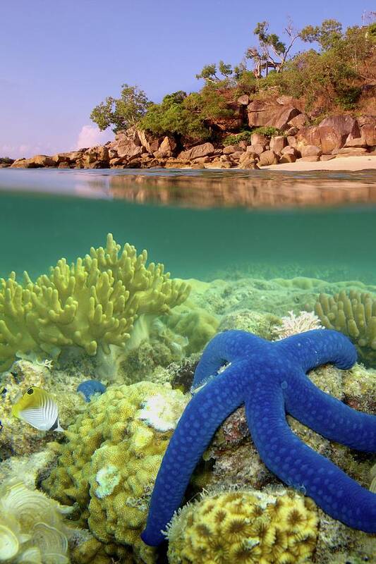 Starfish Poster featuring the photograph Lizard Island Reef by Adam Gormley Photography