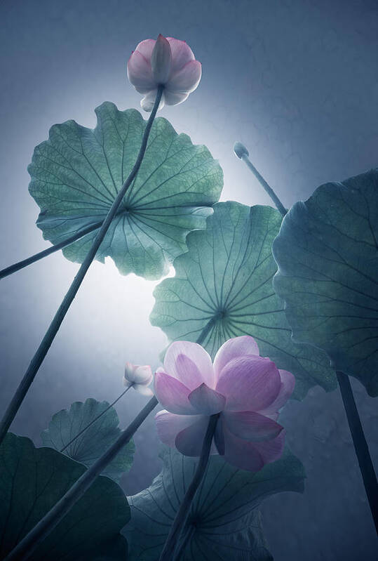 Lotus Poster featuring the photograph Lotus by Shanyewuyu
