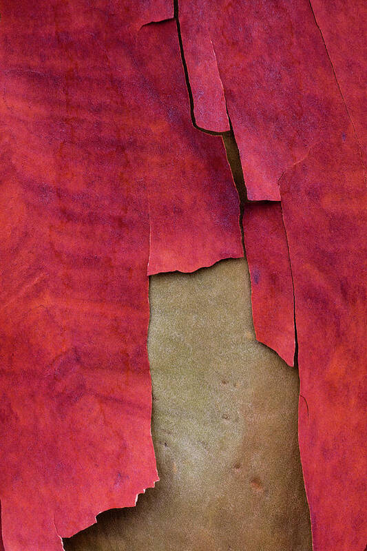 Carol Leigh Poster featuring the photograph Madrone Tree Bark 05 by Carol Leigh