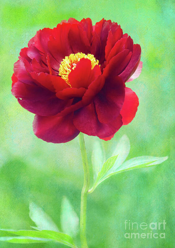 Peony Poster featuring the photograph Magnificent Crimson Peony by Anita Pollak