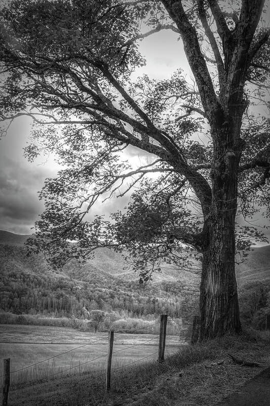 Appalachia Poster featuring the photograph Majestic in Black and White by Debra and Dave Vanderlaan