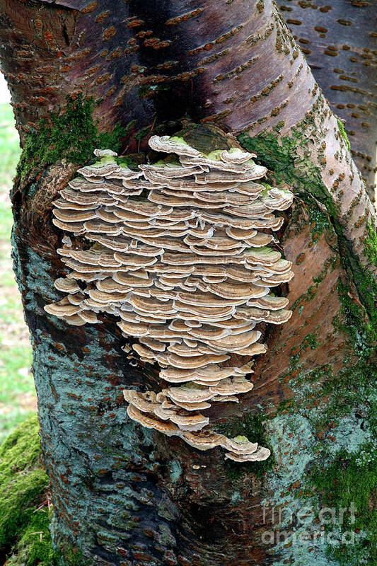 Prunus Sp. Poster featuring the photograph Many-coloured Polypore Fungi by Dr Keith Wheeler/science Photo Library