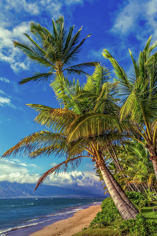Beach Poster featuring the photograph Maui Palms by Chris Spencer
