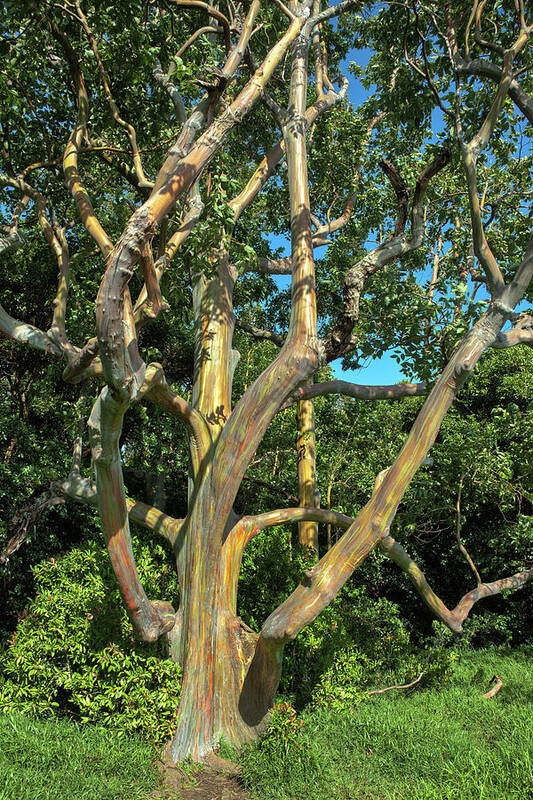 Maui Eucalyptus Poster featuring the photograph Maui Rainbow Eucalyptus by Chris Spencer
