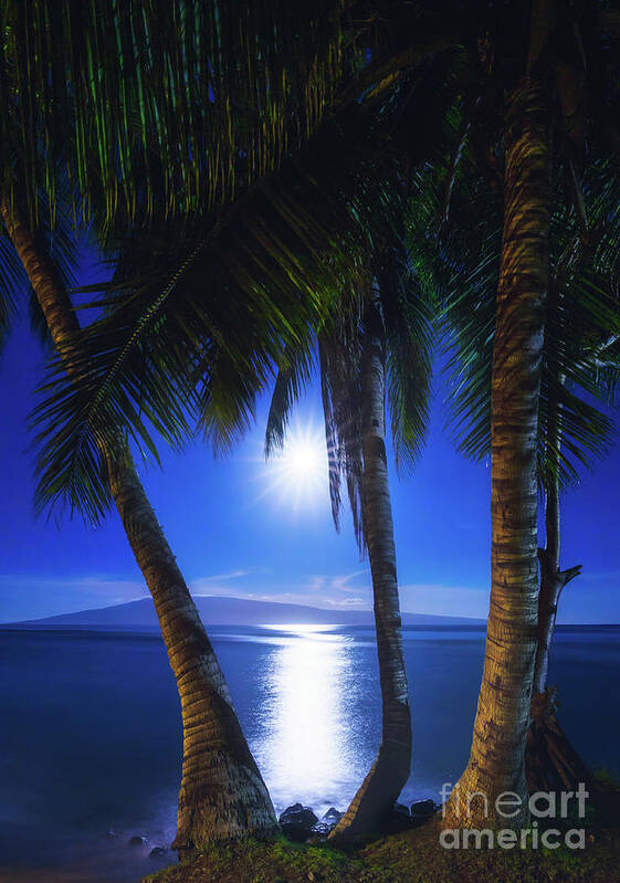 Maui Poster featuring the photograph Moonlight Palms by Tyler Rooke