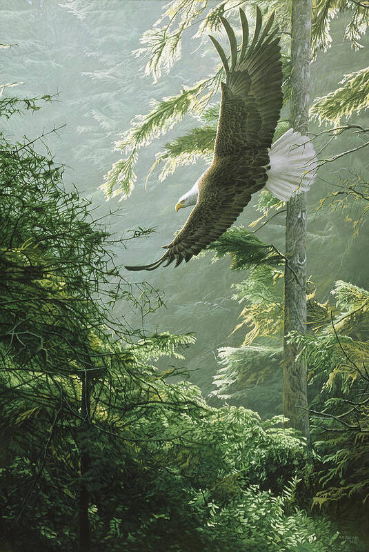 An Eagle Soars Above A Forest Poster featuring the painting Morning Flight - Eagle by Ron Parker