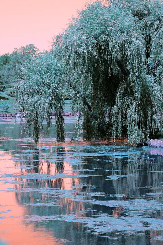 Willow Tree Poster featuring the photograph Mother Willow Infrared by Colleen Cornelius