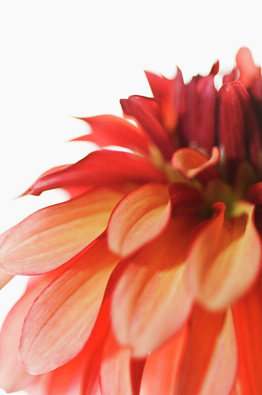 Orange Color Poster featuring the photograph Orange Dahlia Dahlia by Mike Hill