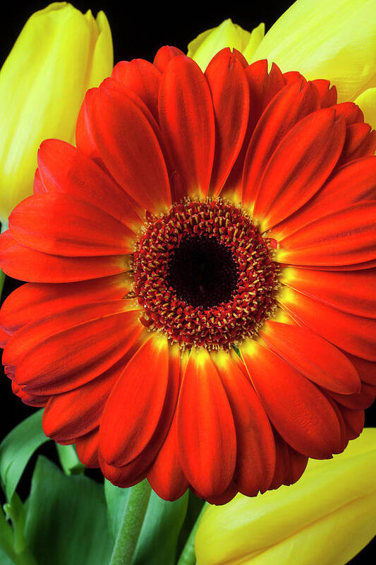 Orange Color Poster featuring the photograph Orange Gerbera With Yellow Tulips by Garry Gay