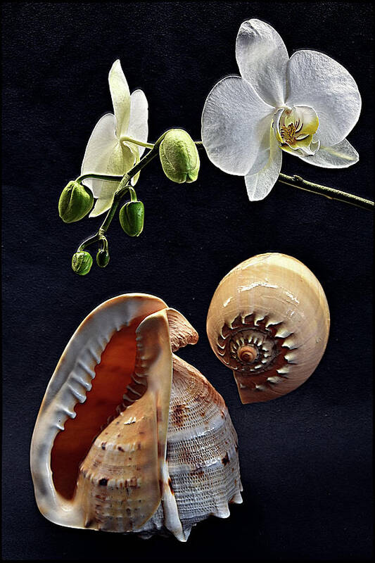 Orchid Poster featuring the photograph Orchid and two seashells by Andrei SKY