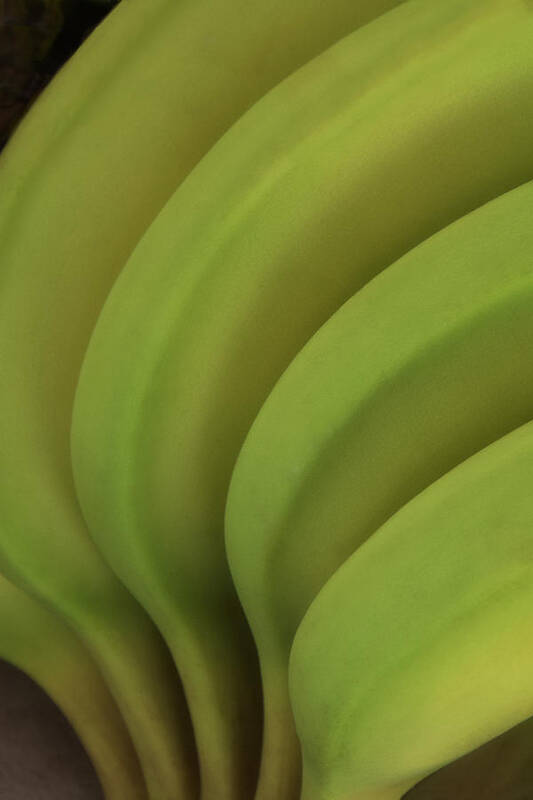 Banana Poster featuring the photograph Organic Curves - Bananas by Mitch Spence