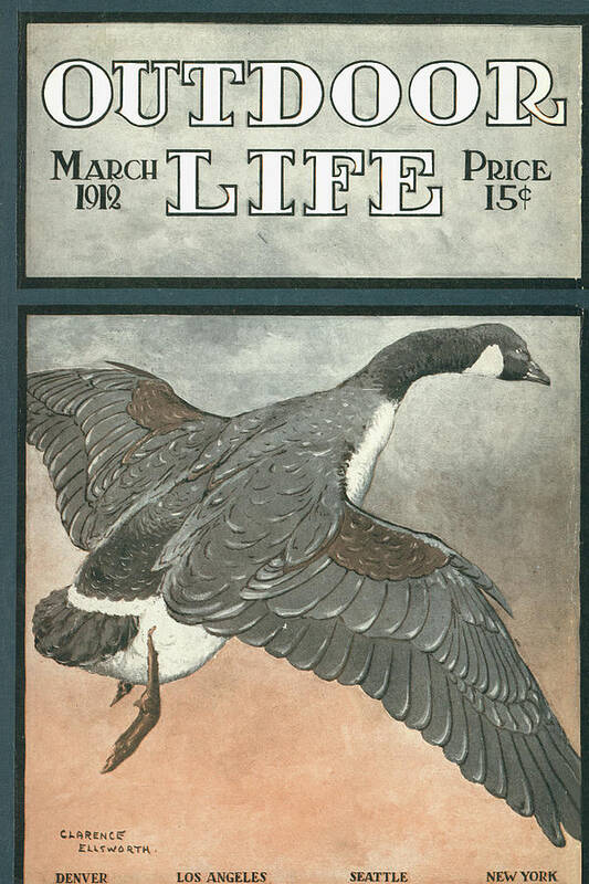 Geese Poster featuring the painting Outdoor Life Magazine Cover March 1912 by Outdoor Life