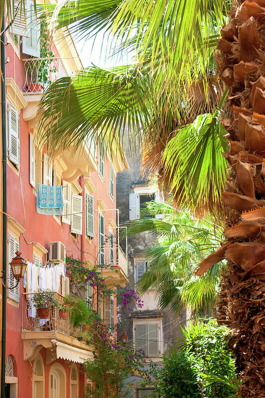 City Poster featuring the photograph Palm and city by Anna Kluba