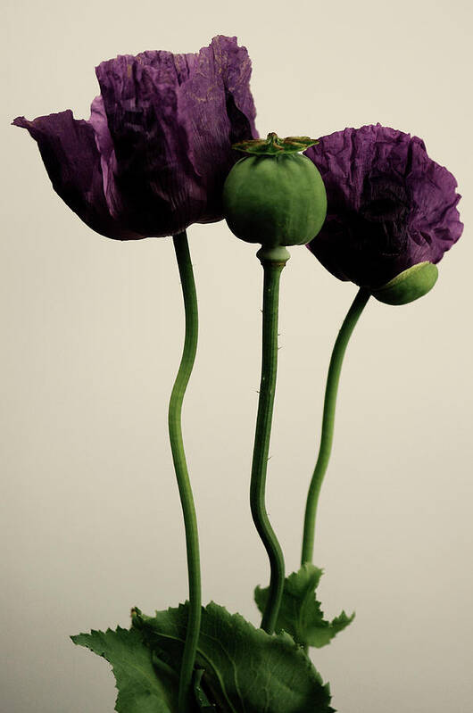 Bud Poster featuring the photograph Papaver Somniferum by Farmer Images