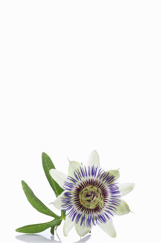 Ip_12384155 Poster featuring the photograph Passion Flower by Jean-paul Chassenet