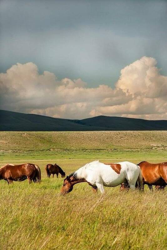  Poster featuring the photograph Peace Before the Storm by Jolynn Reed